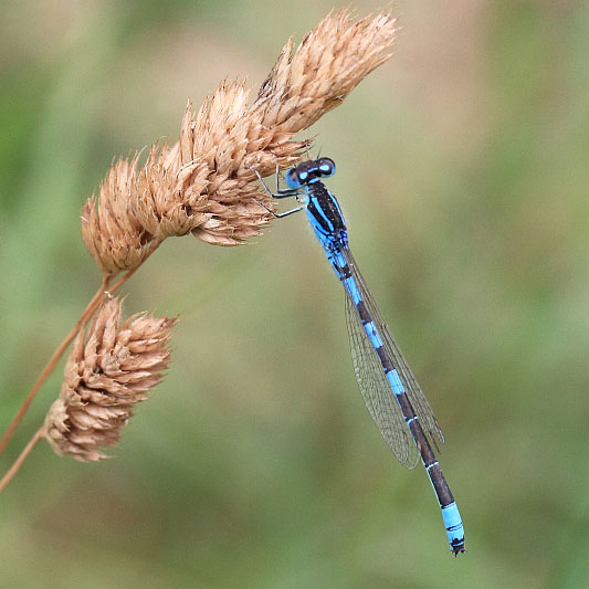 Coenagrion scitulum (Dainty Damselfly) male 4.JPG